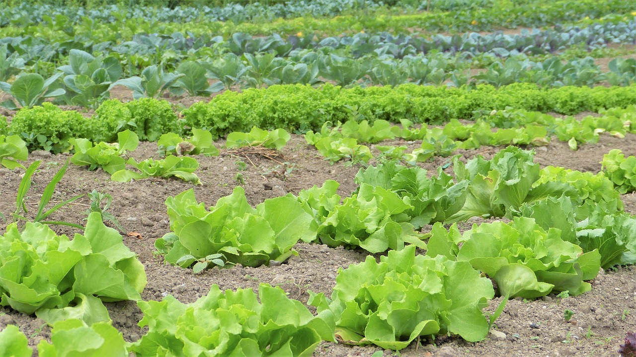 salad herbs vegetables free photo