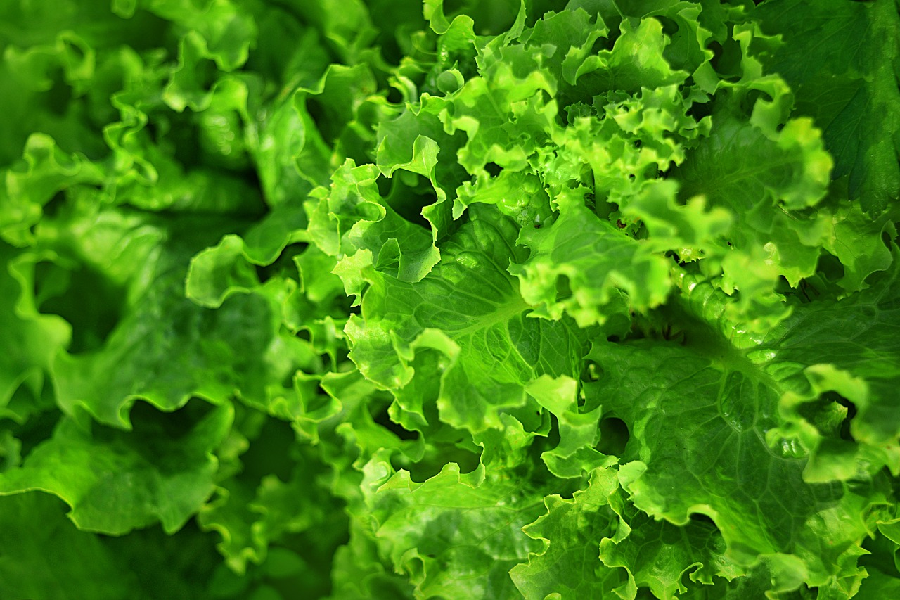 salad green vegan free photo