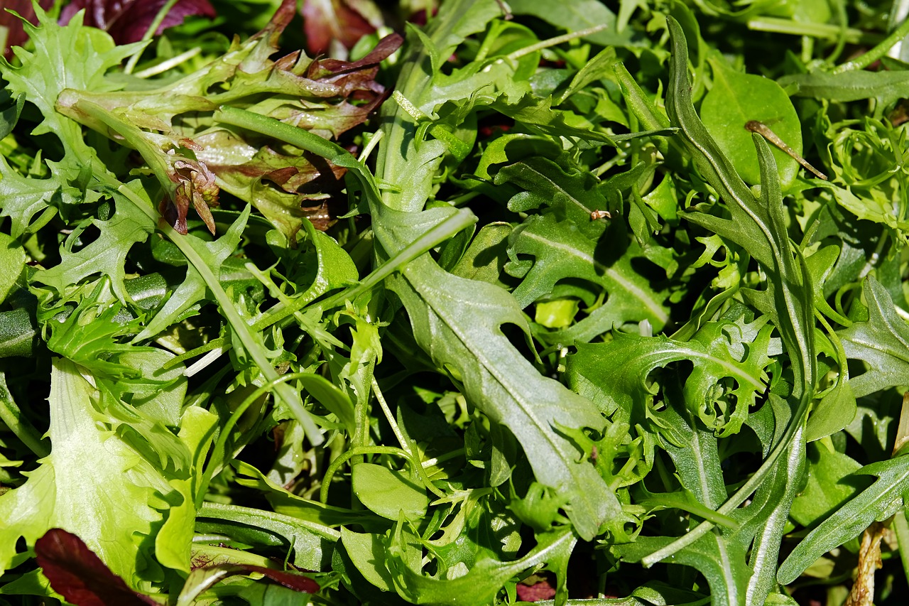 salad cut salad lollo-rosso free photo