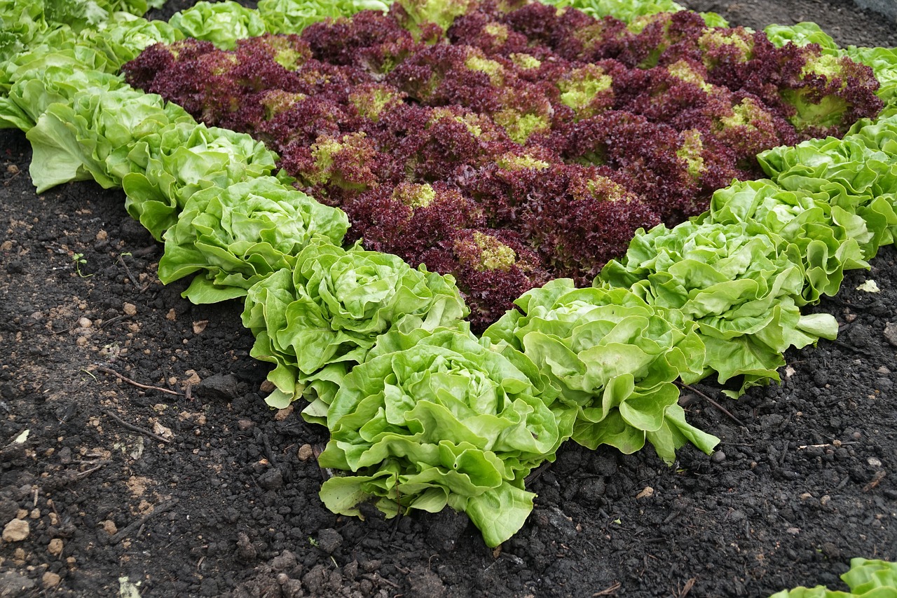 salad  food  plant free photo