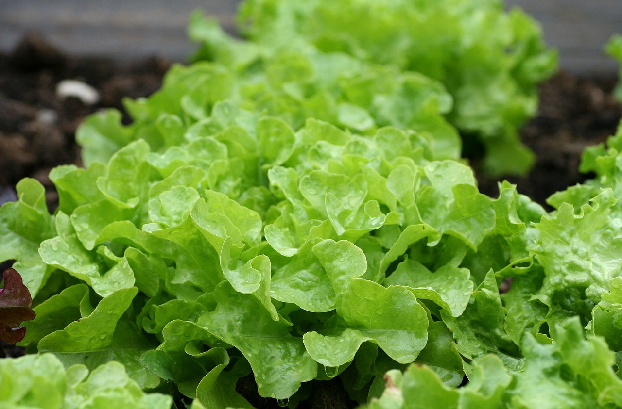 salad  green  leaves free photo