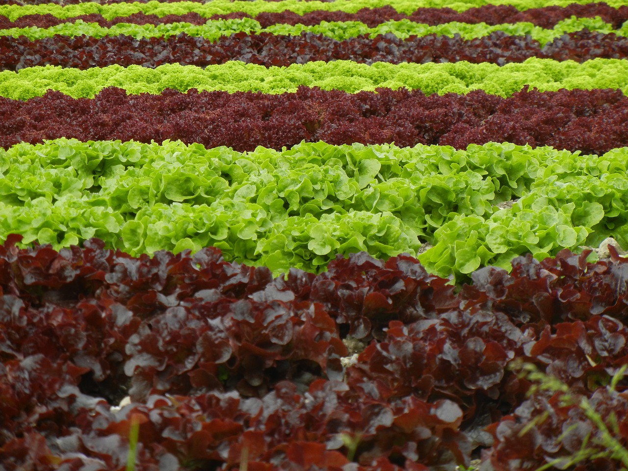 salad  field  agriculture free photo