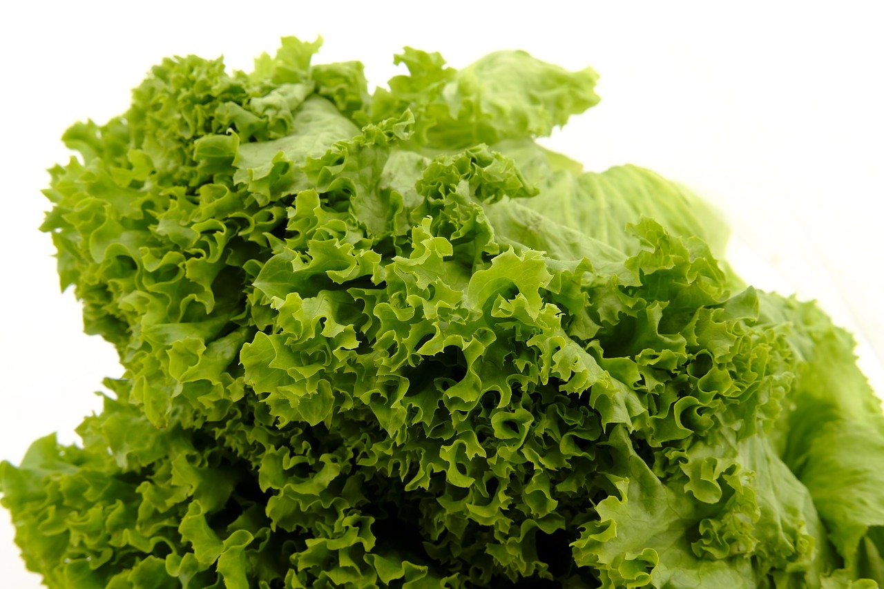 salad  leaf lettuce  lettuce free photo