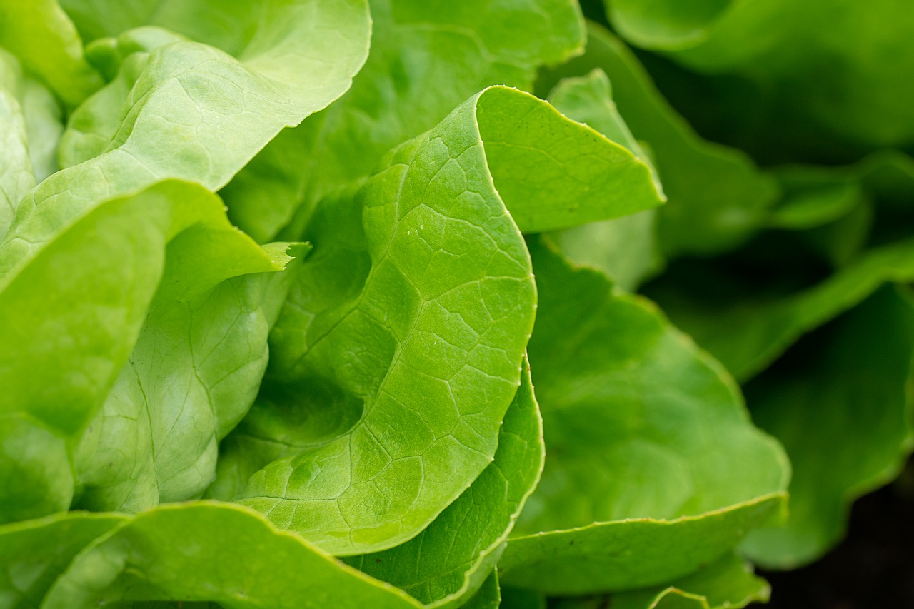 salad  lettuce  green free photo