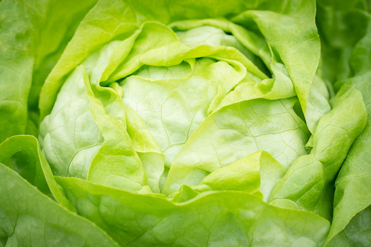salad  lettuce  head of lettuce free photo