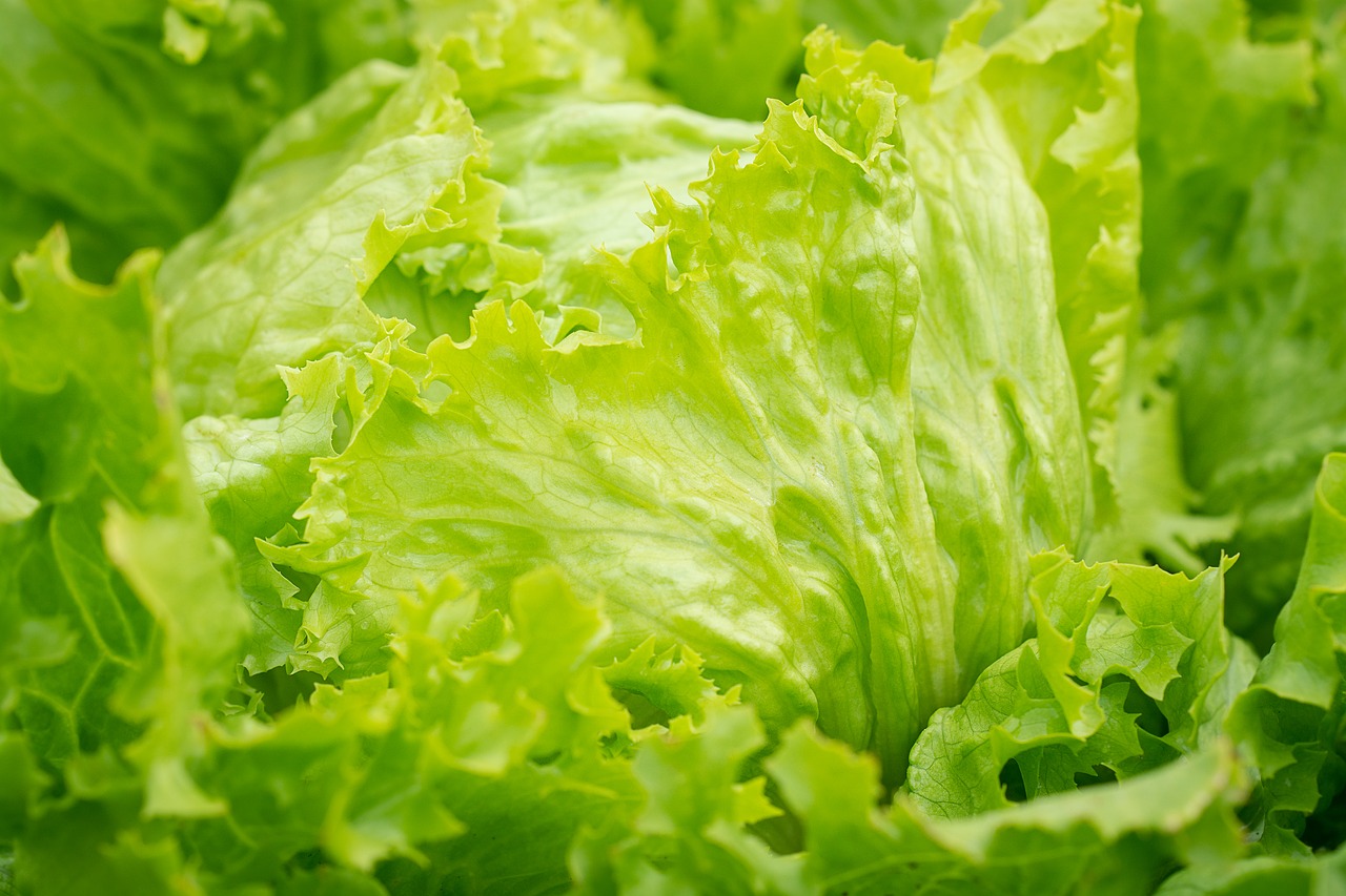 salad  iceberg lettuce  green free photo