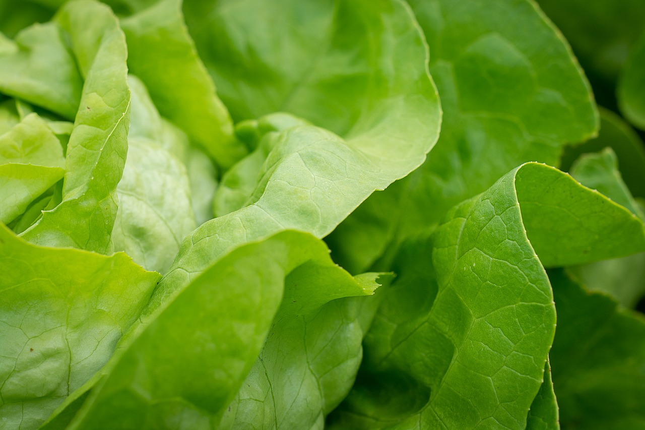 salad  lettuce leaves  lettuce free photo