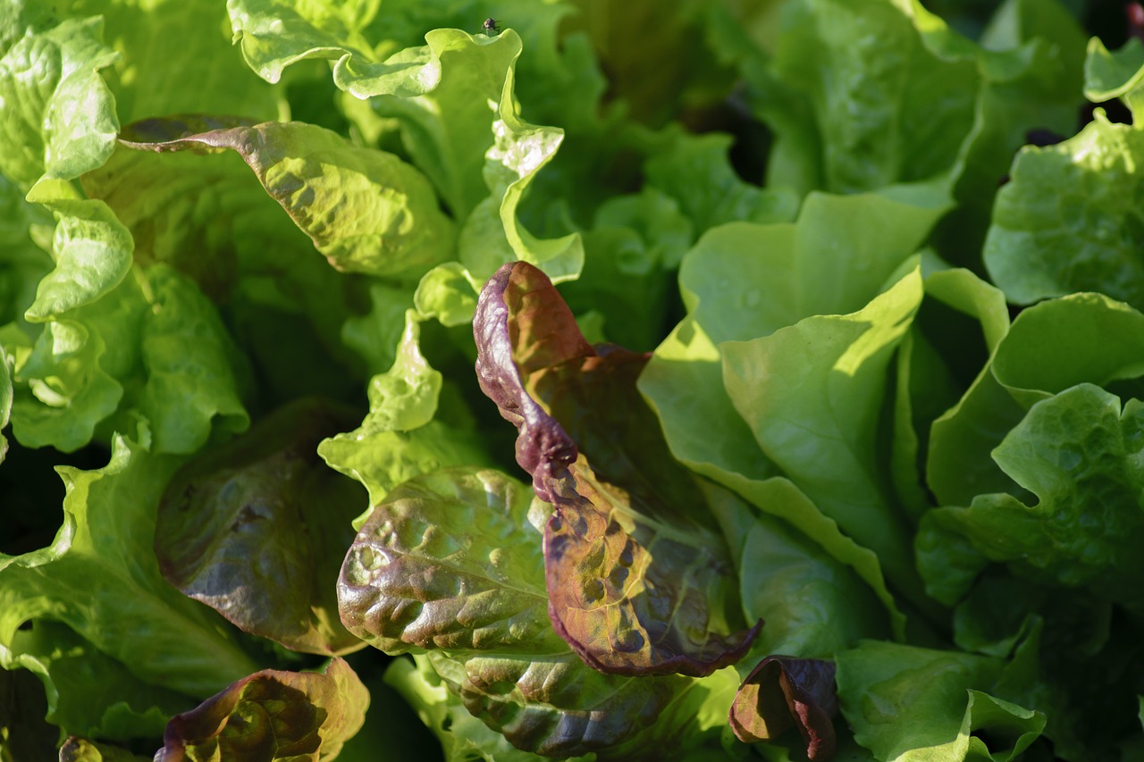 salad  lettuce  garden free photo