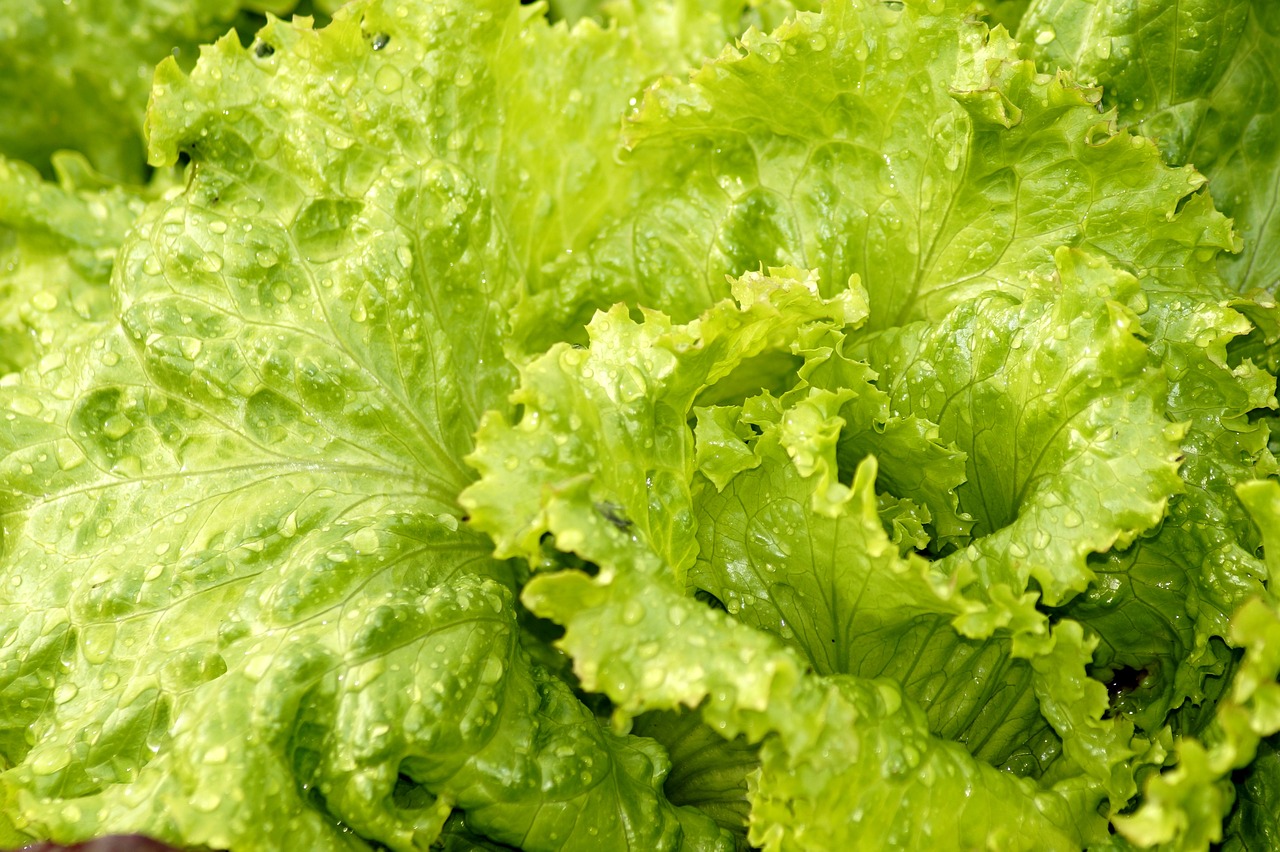salad  lettuce  green salad free photo