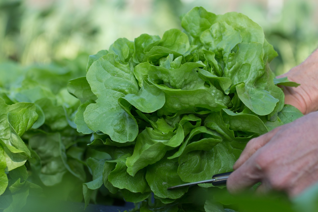 salad  harvest  garden free photo