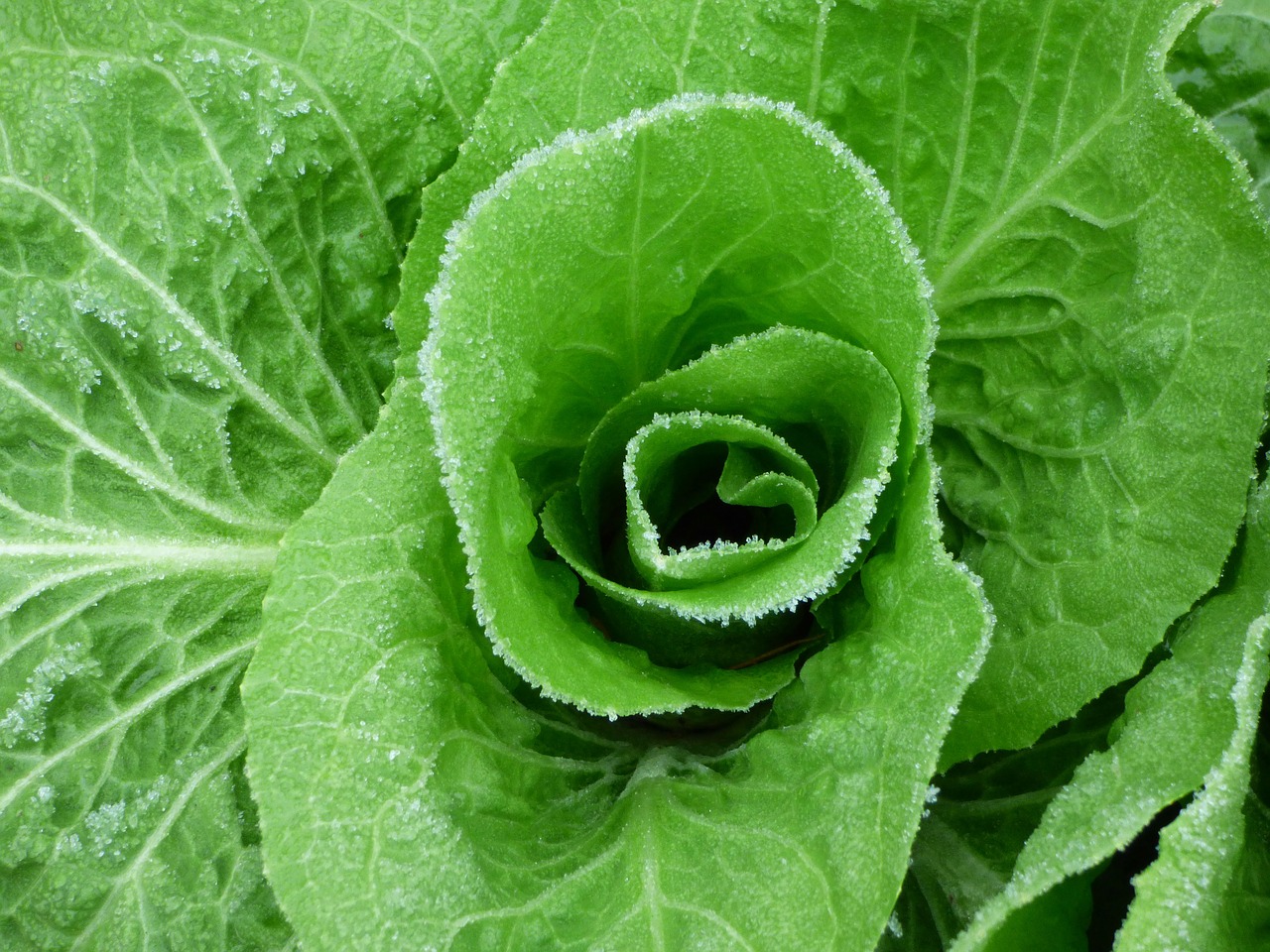 salad  green  jelly free photo