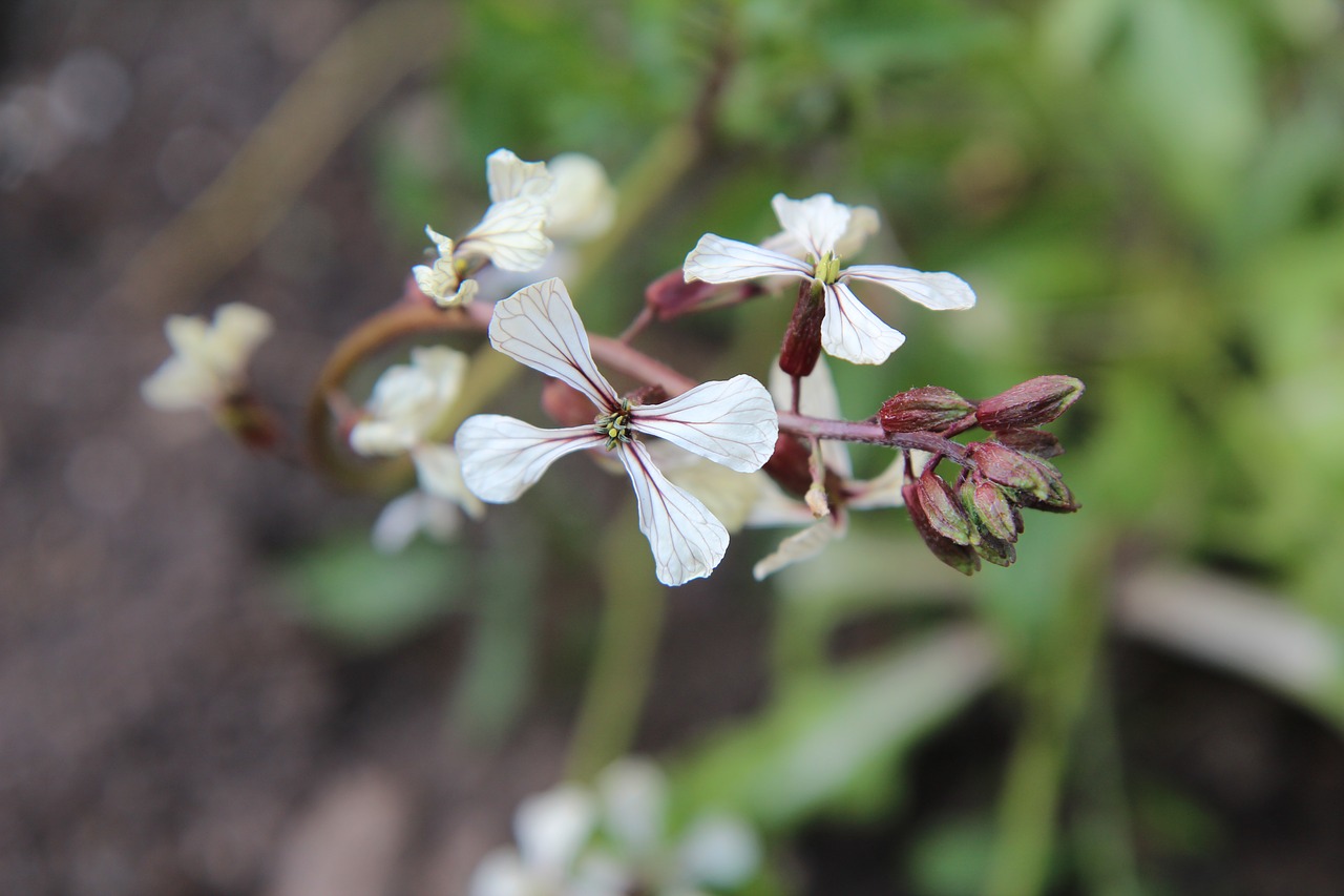 salad  rocket  flowers of arugula free photo