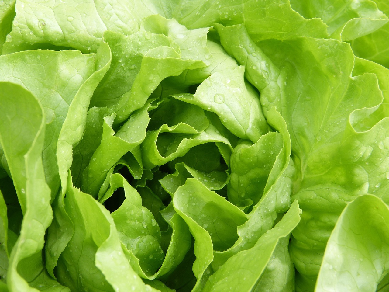 salad  lettuce  green free photo