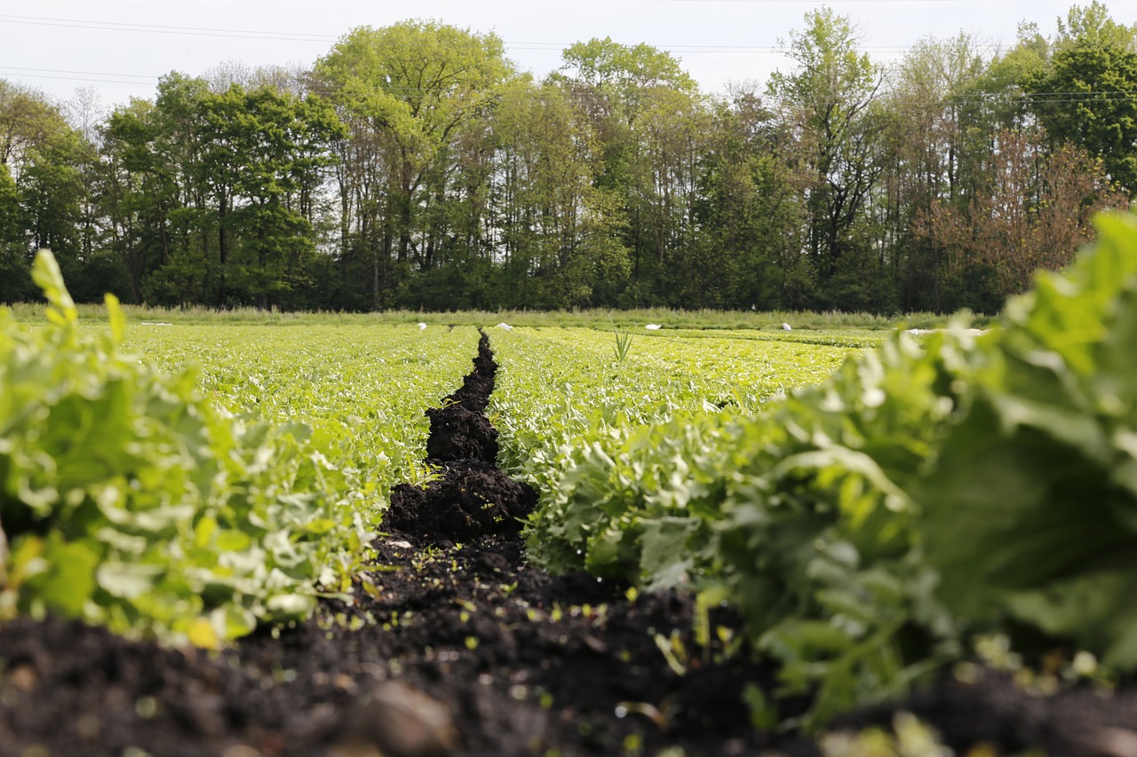 salad field vegetables free photo