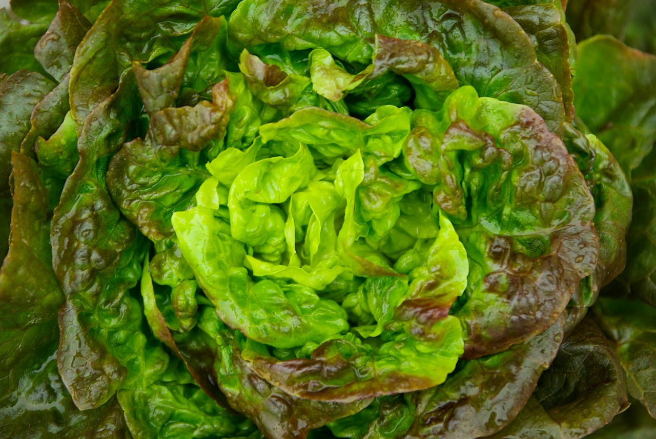 salad lettuce green free photo