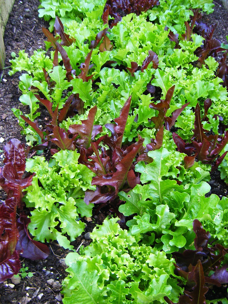 salad leaves lettuce free photo