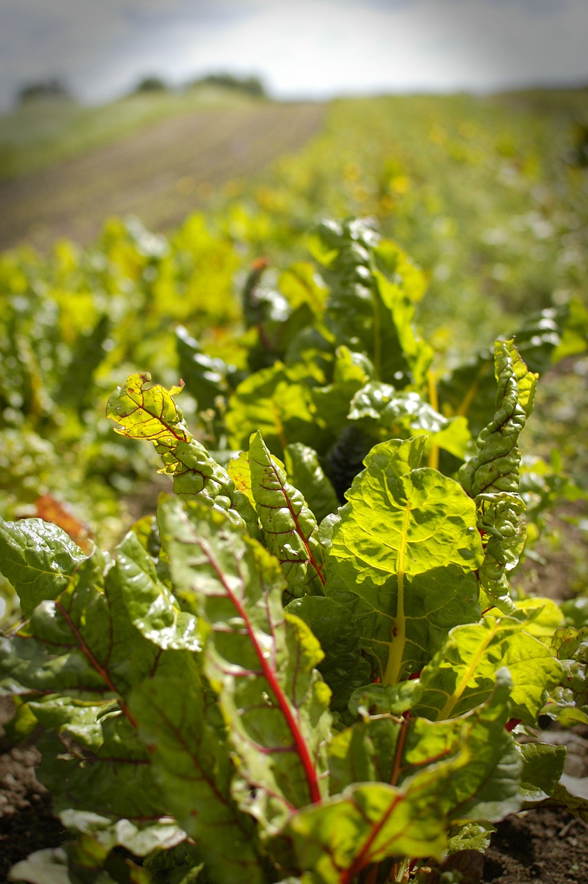 salad field organic free photo