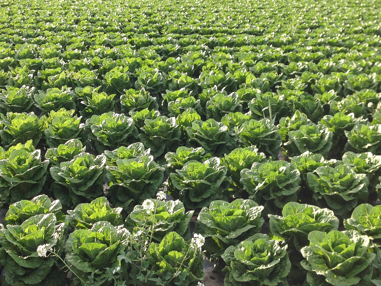 salad agriculture field free photo