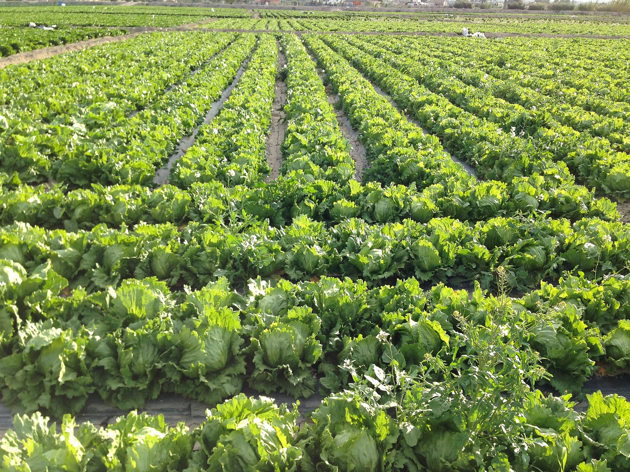 salad field agriculture free photo