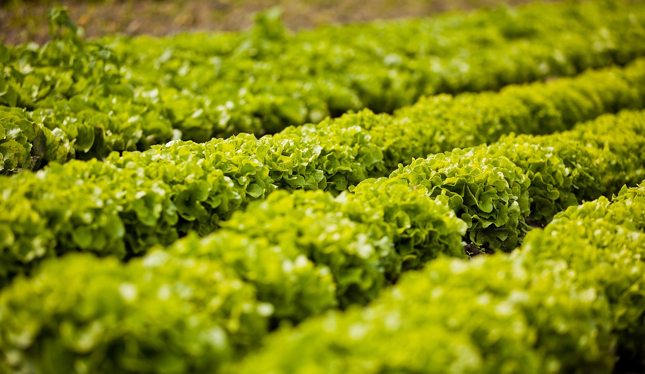 salad batavia arable free photo