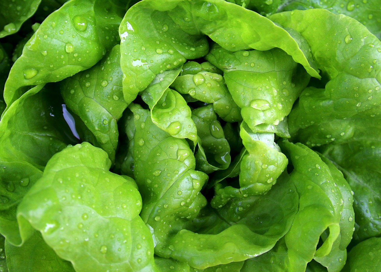 salad leaf lettuce lettuce free photo
