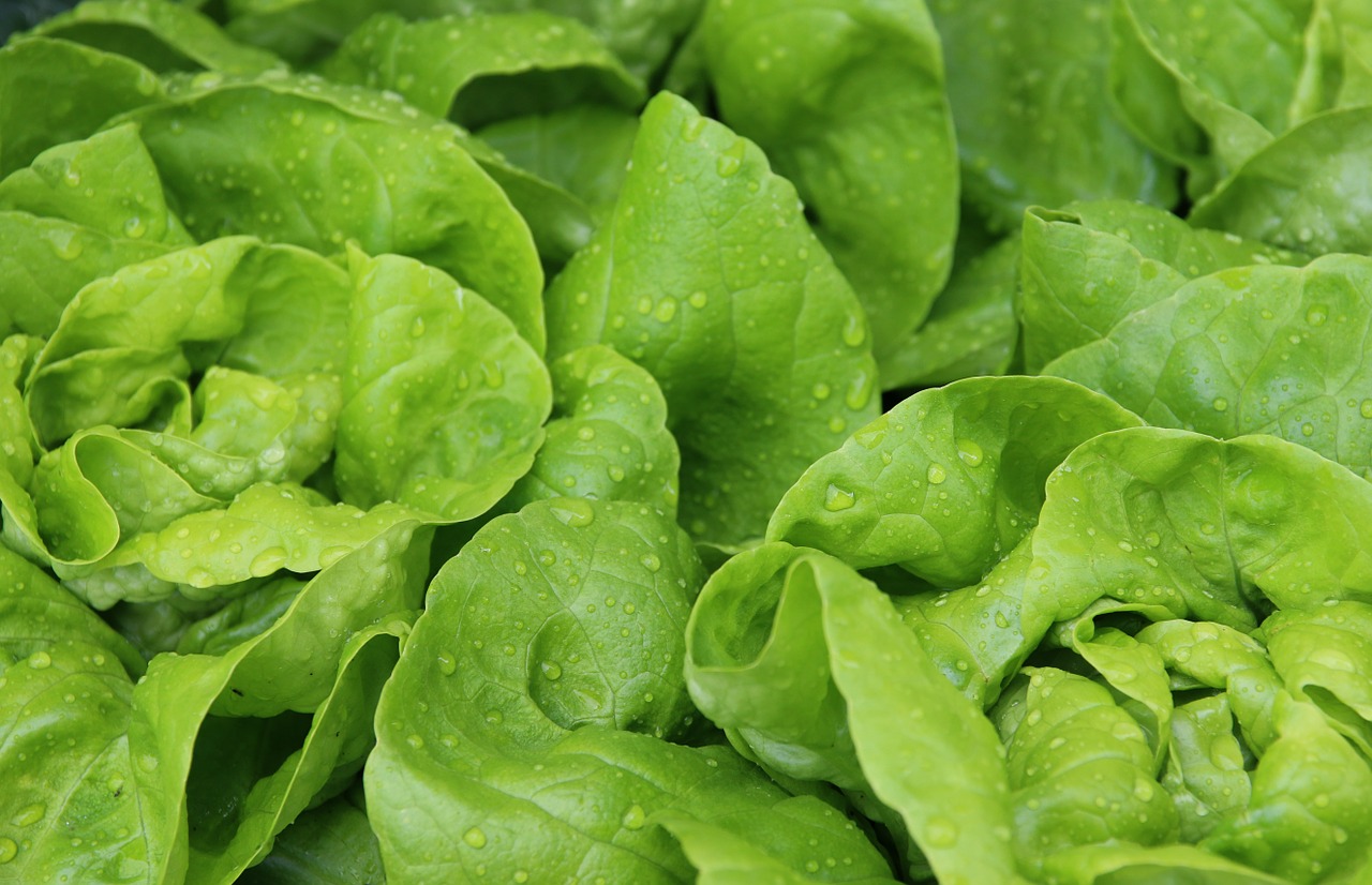 salad leaf lettuce lettuce free photo