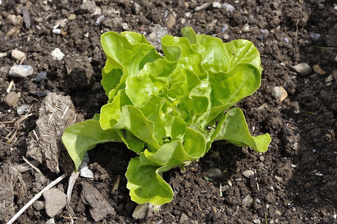 salad lettuce seedling lettuce free photo