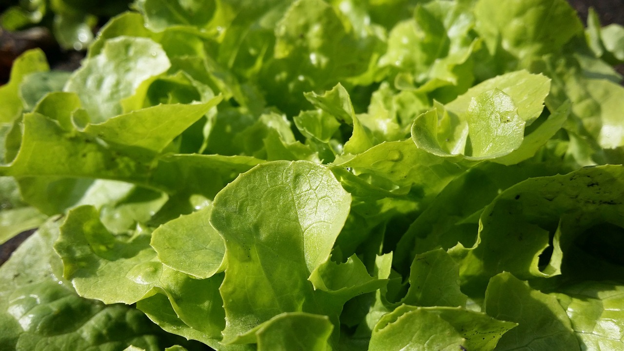 salad lamb's lettuce vitamins free photo