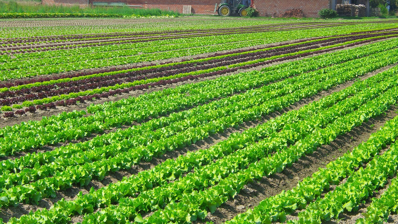 salad plantation vegetables free photo