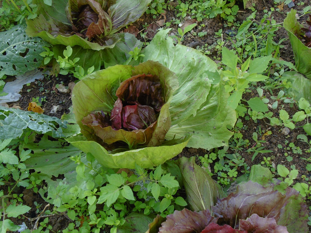 salad garden vegetables free photo