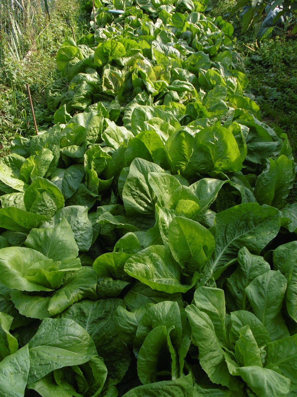 salad garden vegetables free photo