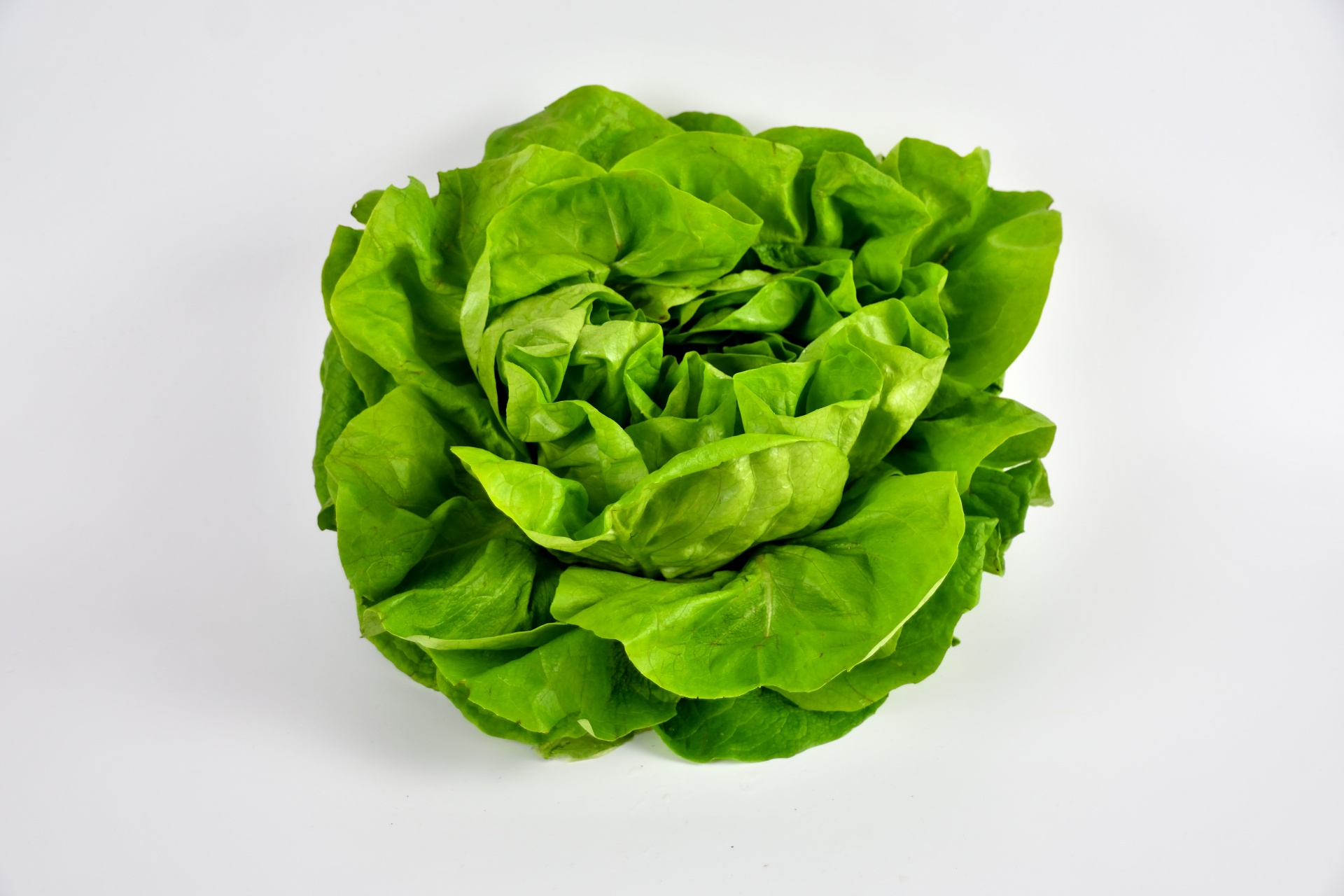 salad green food free photo