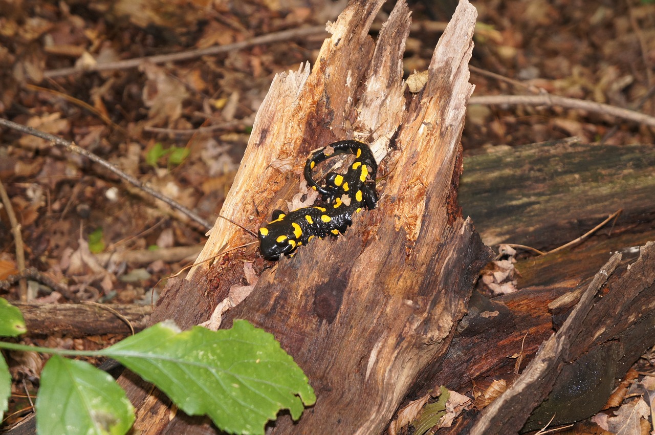 salamander forest nature free photo