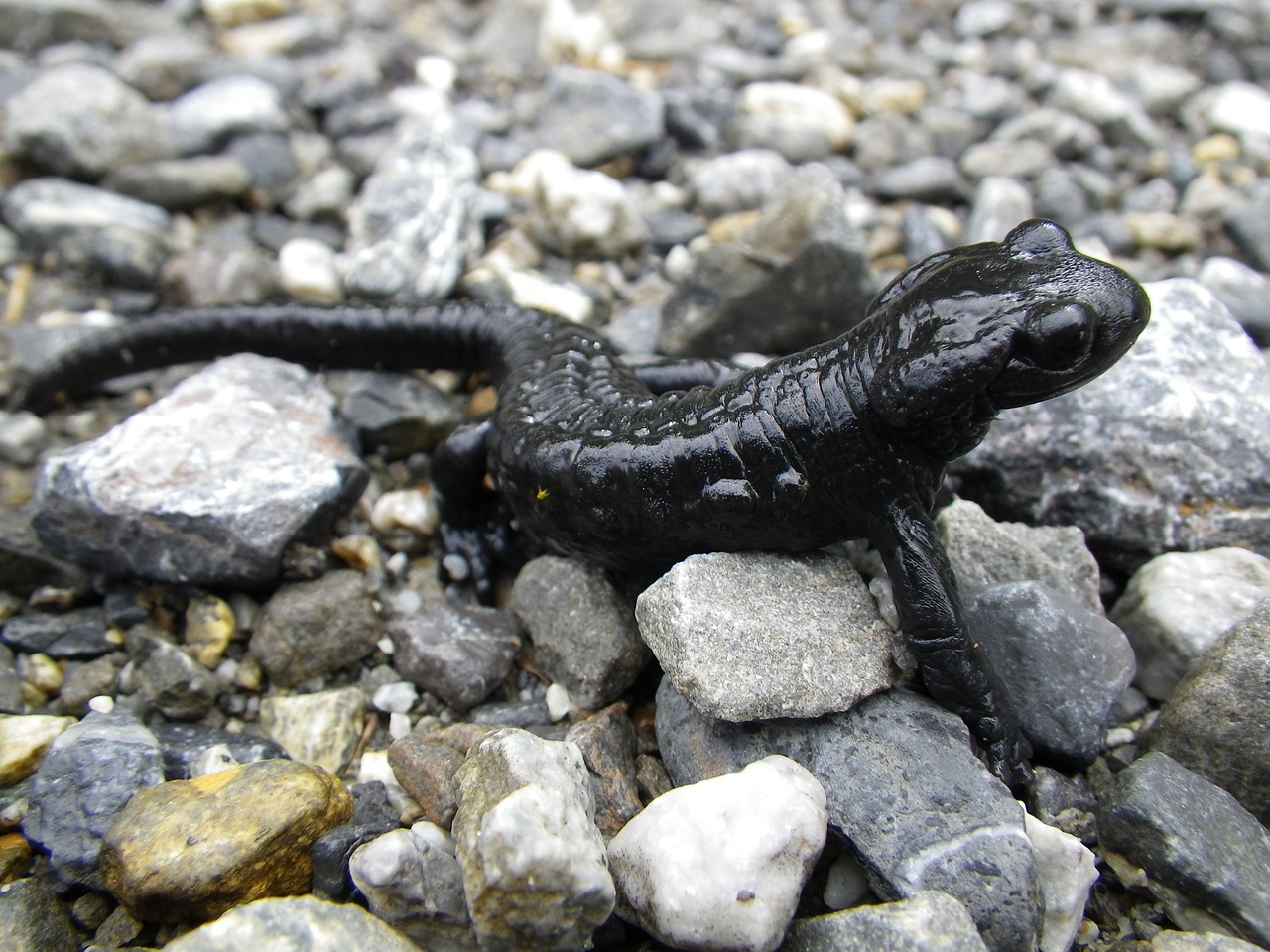 salamander amphibian animal free photo