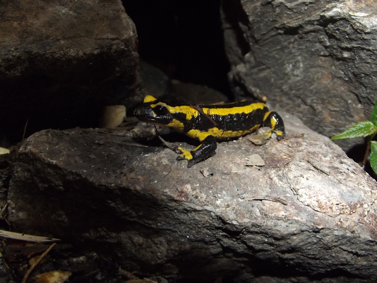 salamander stone animal free photo