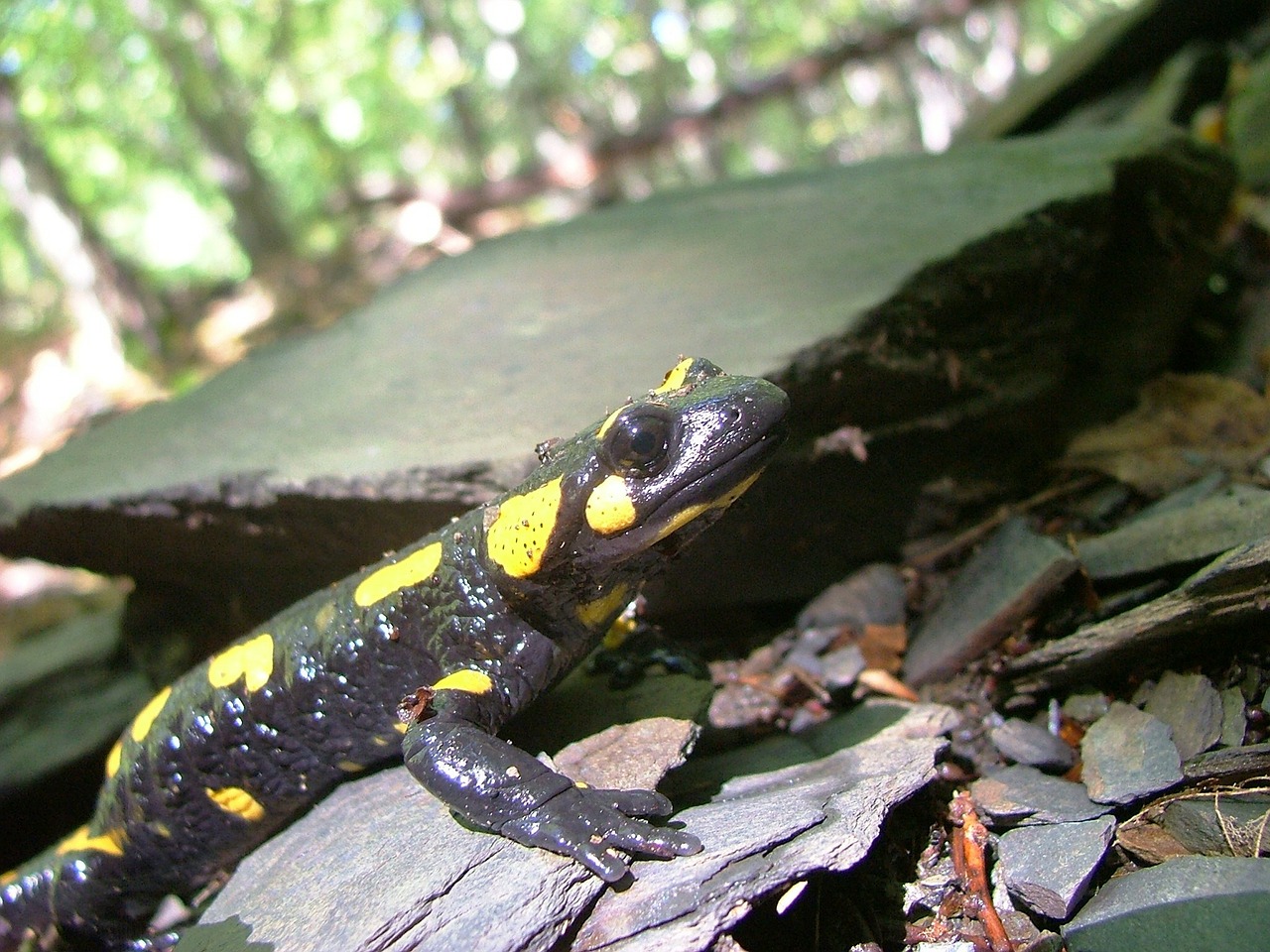 salamander forest vigyori face free photo