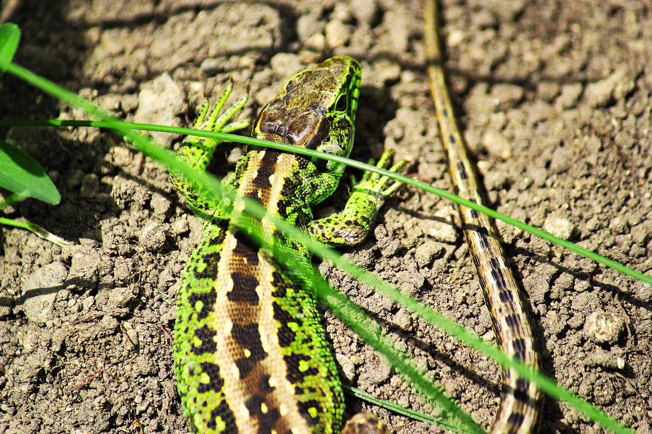 salamander wildlife photography green free photo