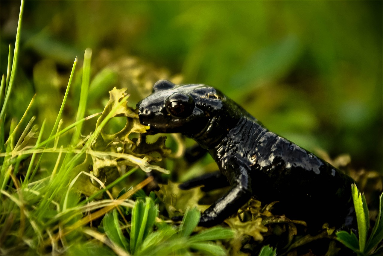 salamander lizard amphibian free photo