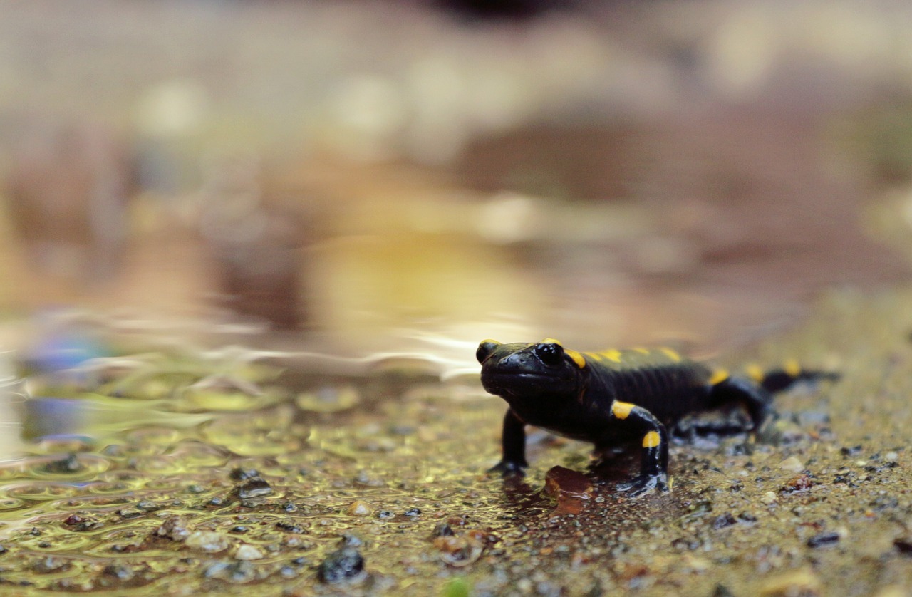 salamander ali anatolia free photo