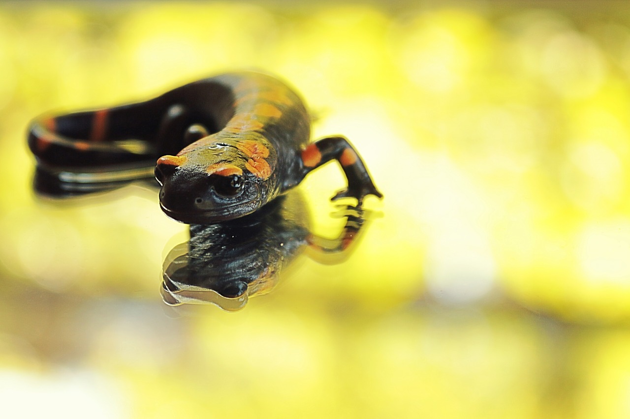 salamander anatolia black free photo