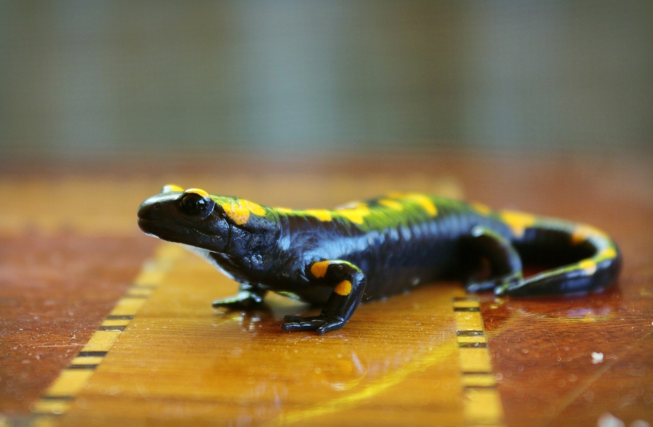 salamander anatolia black free photo