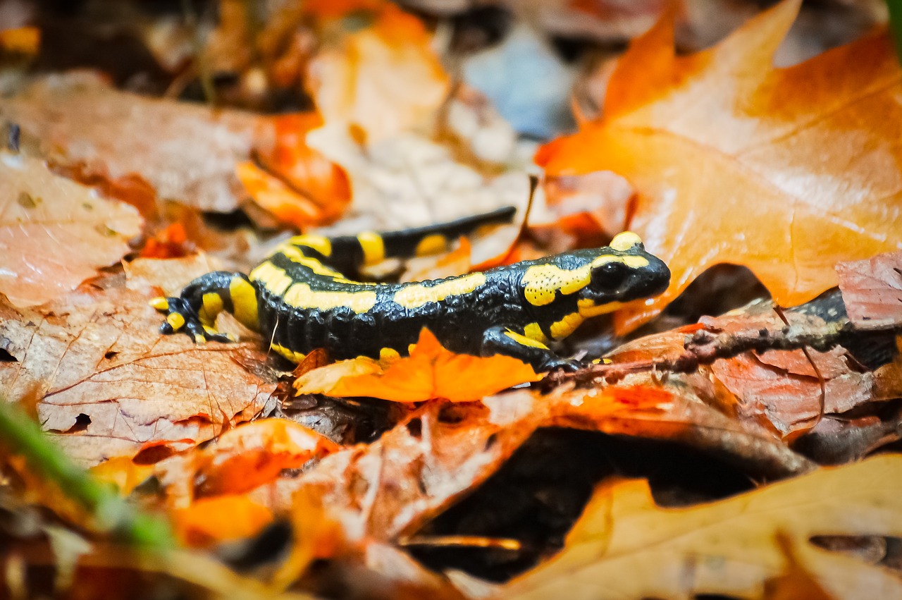 salamander forest leaves free photo