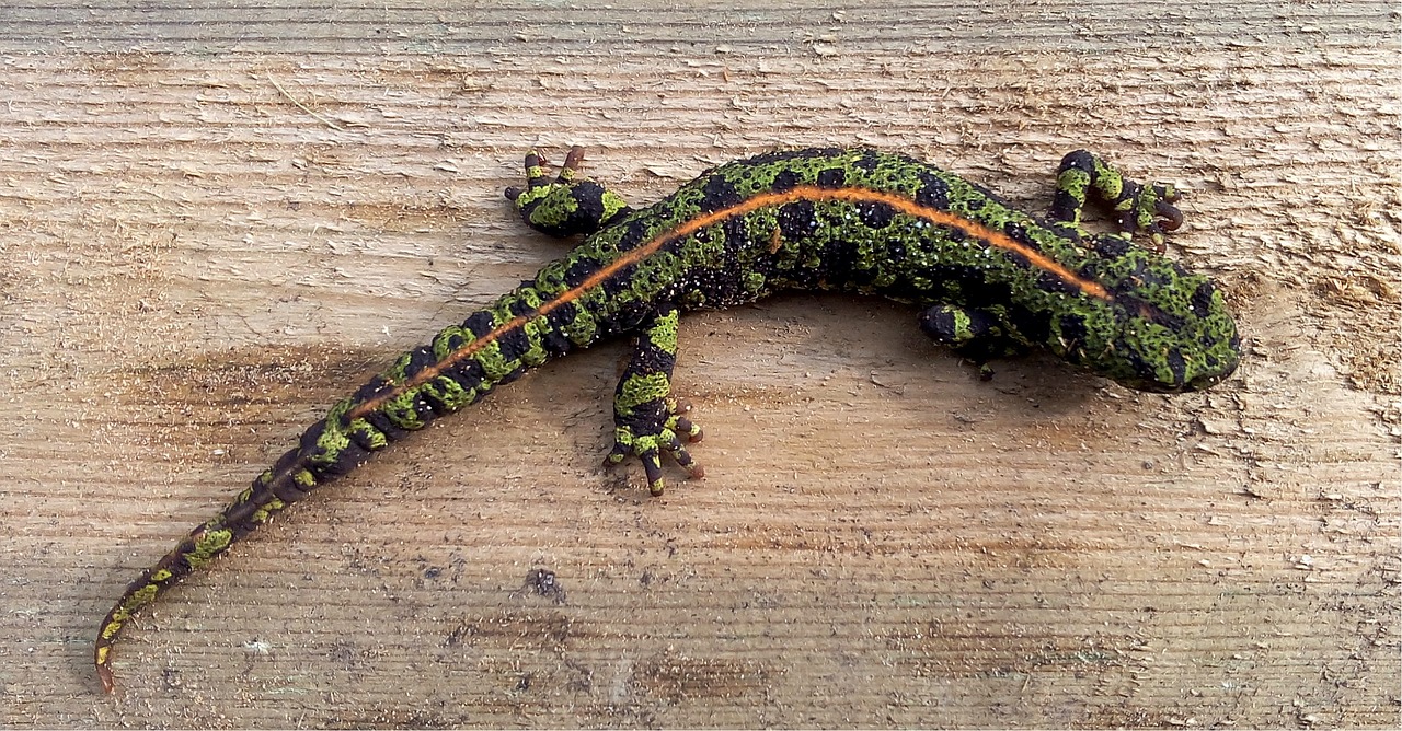 salamander nature animals free photo