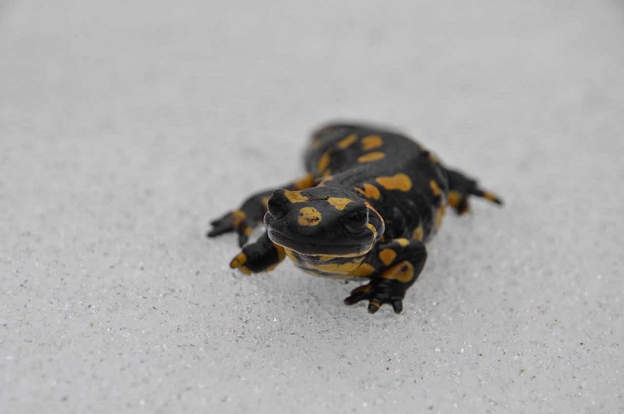 salamander snow nature free photo