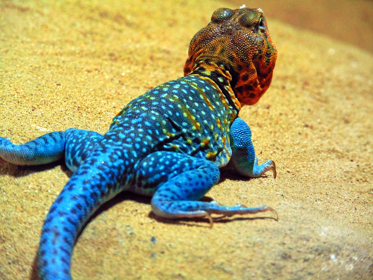 salamander  zoo  prague free photo