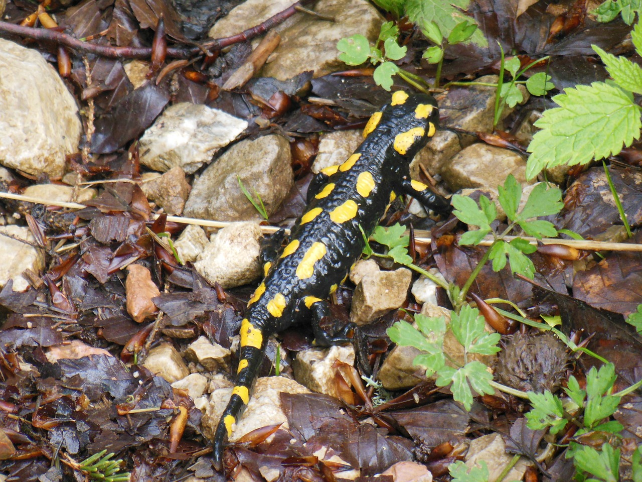 salamander lizard mountains free photo