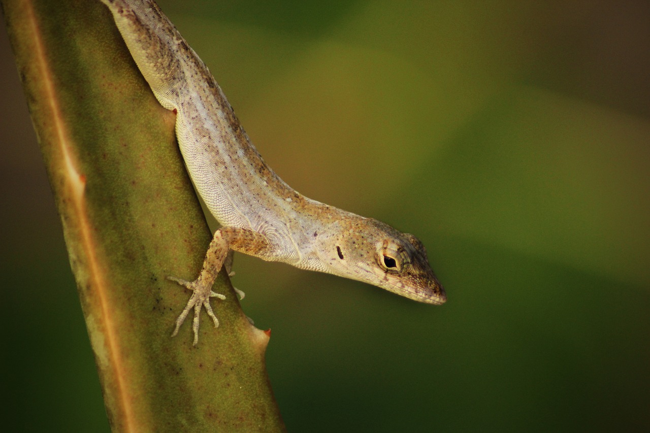 salamander  reptile  lizard free photo