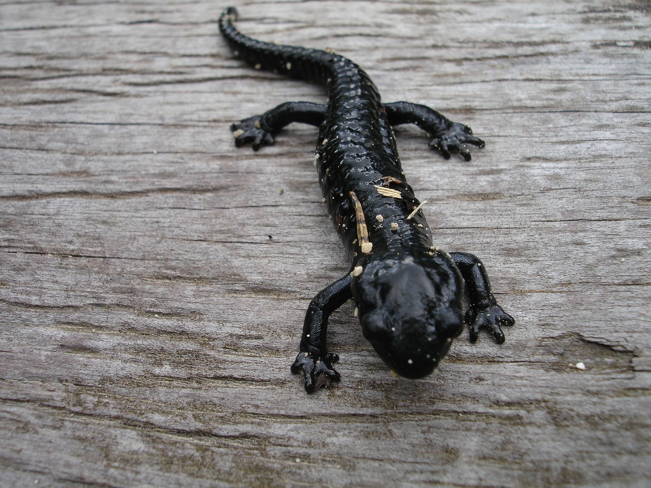 salamander newt amphibian free photo