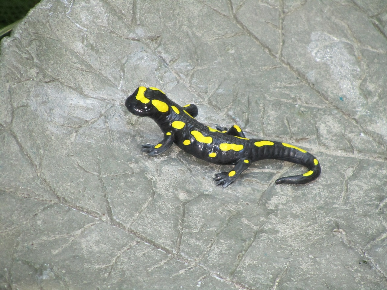 salamander black yellow free photo