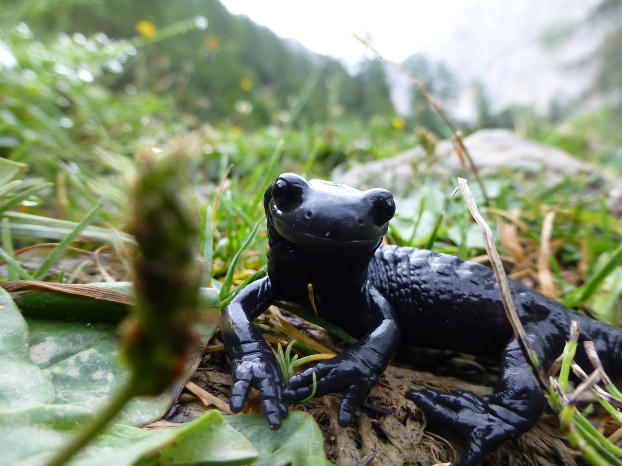 salamander black alpine free photo